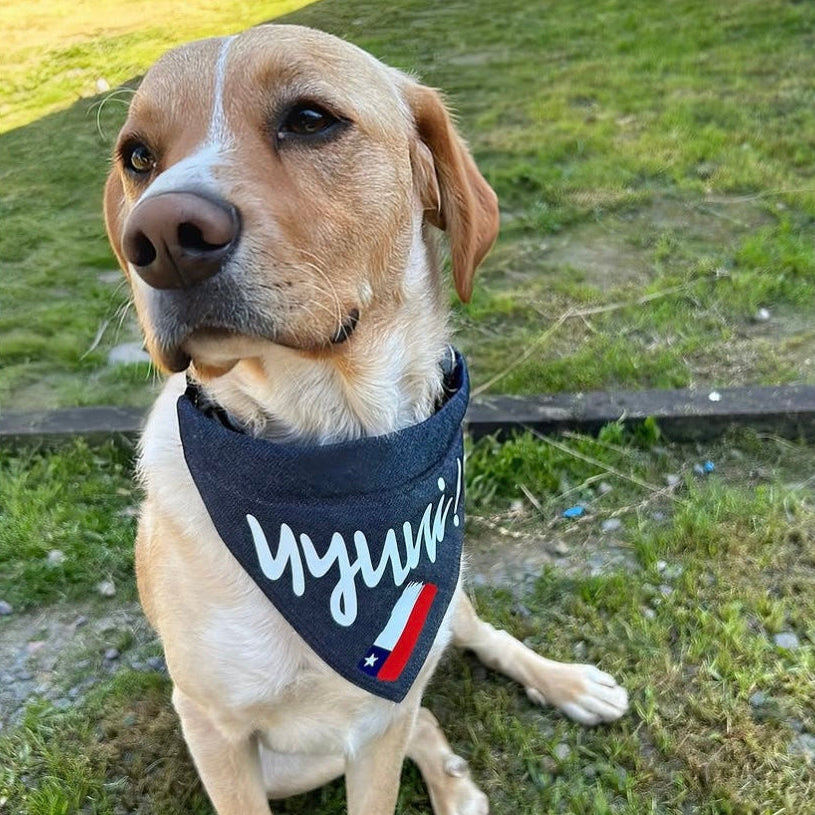 Bandana Fiestas Patrias Uyuui